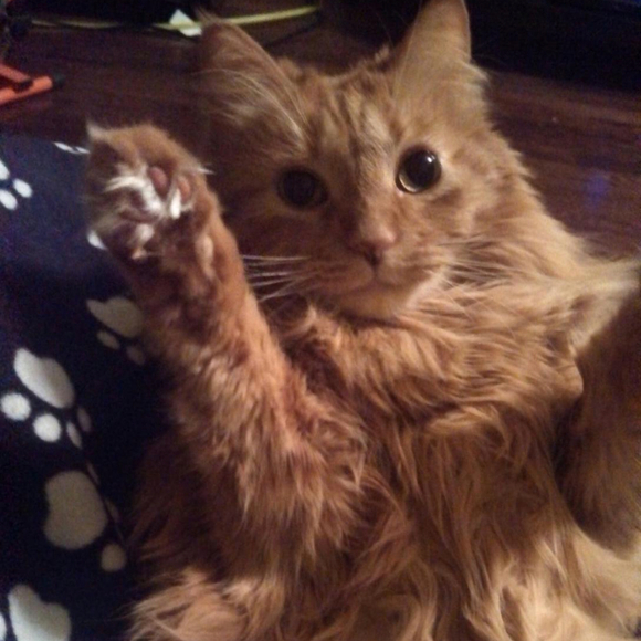 Profile Picture of Allison Hunter (@grayallison) on Poshmark