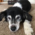 Profile Picture of Brian K (@peaty_scotch) on Instagram