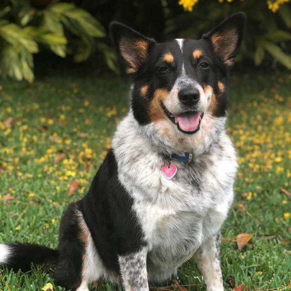 Profile Picture of Nicoletta Bellotto (@nikifernandez57) on Poshmark