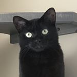 Profile Picture of M I K I T A  &  D A H L I A (@chicagoblackcat) on Instagram