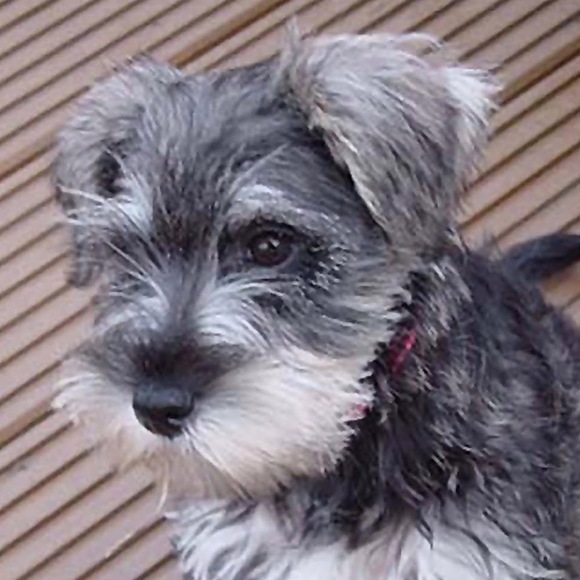 Profile Picture of Student anna Klayer (@anna234p) on Poshmark