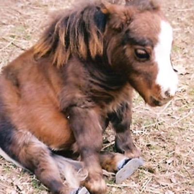 Profile Picture of Michelle Jean Kerr (@wildhorses2003) on Twitter