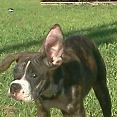 Profile Picture of Josh Boudreaux (@joshbezzy) on Twitter