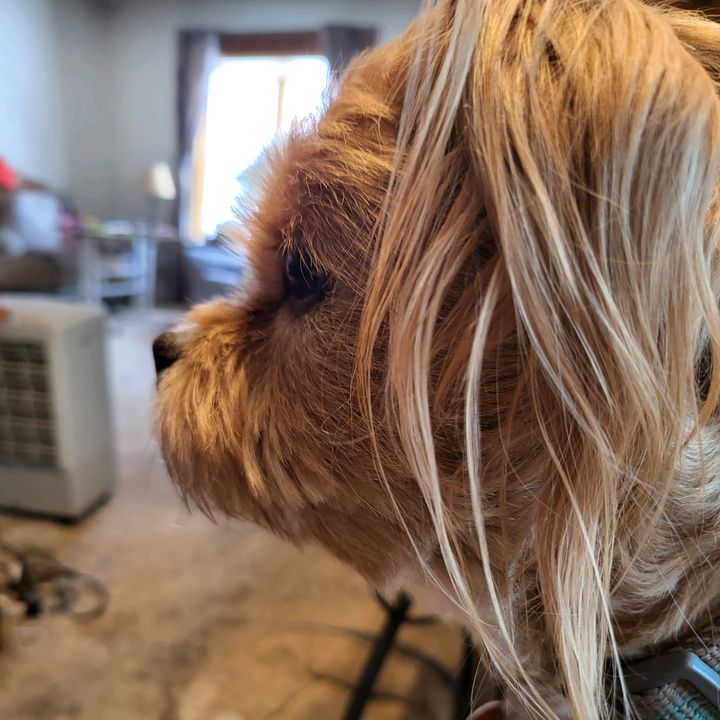 Profile Picture of Vicki Hauser (@vickihauser) on Tiktok