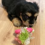 Profile Picture of Alexandra Bolten (@alexandra.bolten.71) on Facebook