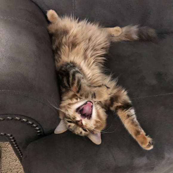 Profile Picture of Ariel Kittleson (@arielelzbth) on Poshmark