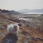 Profile Picture of 창원애견카페♡펍스토리(PUP-Story) (@pup_story_lee) on Instagram