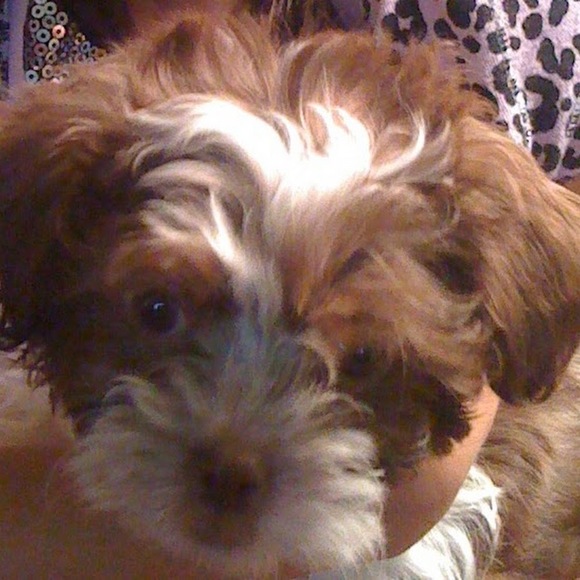 Profile Picture of Jules Abella (@jules_abella) on Poshmark