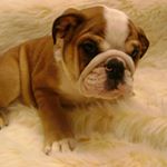 Profile Picture of tess kelly (@tess_basketball1) on Instagram