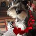 Profile Picture of Toney Tam (Tammy's Beautiful schnauzer) (@tony.daugherty.925) on Facebook