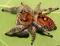 Profile Picture of Phidippus regiuson Wikipedia