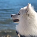 Profile Picture of Kevin The Spitz (@kevthespitz) on Instagram