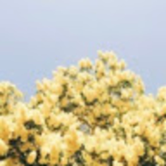 Morgan Maiorano - Poshmark Profile Picture of Morgan Maiorano (@morganmdance) on Poshmark