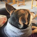 Profile Picture of Leo Kaufmann (@leo_the_college_pup) on Instagram