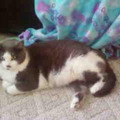 Profile Picture of Matt Mumau (@Matt_Mumau) on Twitter