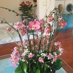 Profile Picture of Haley tranbee (@tr_haley) on Instagram