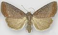 Profile Picture of Ogdoconta rufipennaon Wikipedia