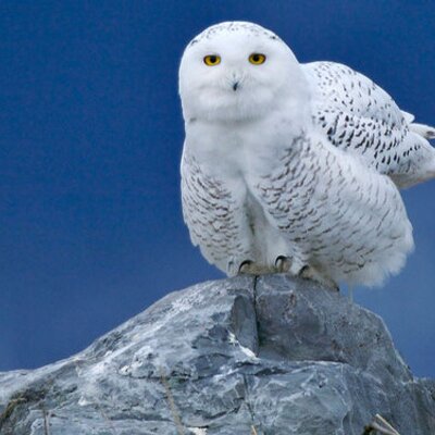 Profile Picture of Brian Bachman (@@brianbachman) on Twitter