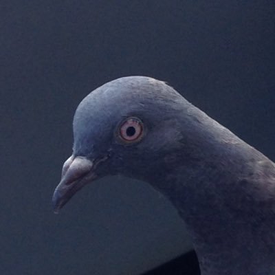 Profile Picture of Phuc Vo (@Phucvo13) on Twitter