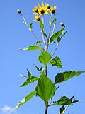 Profile Picture of Jerusalem artichokeon Wikipedia