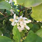 Profile Picture of Julio Rascon (@jucerato) on Instagram