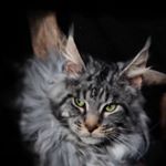 Profile Picture of Lorri and Leslie Phillips (@pistolpaws_mainecoons) on Instagram