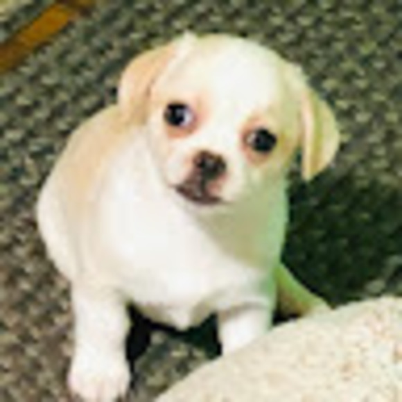 Profile Picture of Carrie Grifford (@wengertanner1) on Poshmark