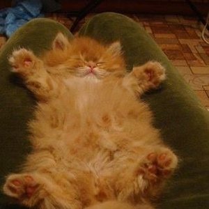 Profile Picture of Abdelazeaz Sherif (@abdelazeaz.sherif1) on Myspace