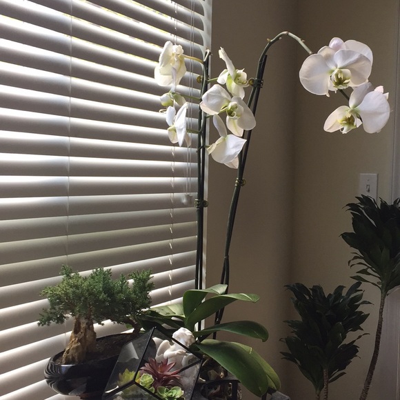 Profile Picture of Lizette Alvarez (@lizzy0770) on Poshmark