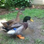 Profile Picture of Stephen Peck (@daisyandtank) on Instagram