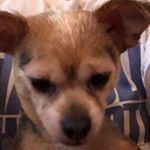 Profile Picture of Tinkerbellmydog (@myles_jones_2005) on Instagram