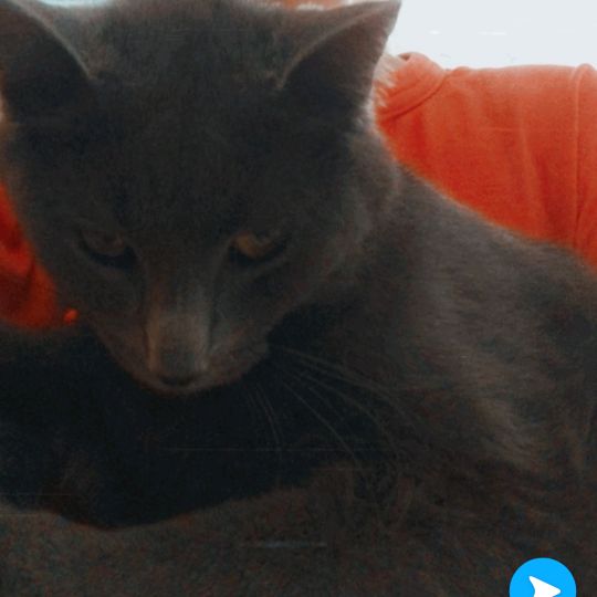 Amy Graf - Tiktok Profile Picture of Amy Graf (@@amy.kuster) on Tiktok