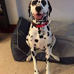 Profile Picture of David Tamburro (@david.tamburro) on Instagram