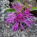 Profile Picture of Mirela Radu Pitariu (@mirelaradup) on Pinterest