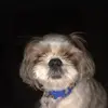 Profile Picture of Shawn Herman (@shawnherman0) on Tiktok