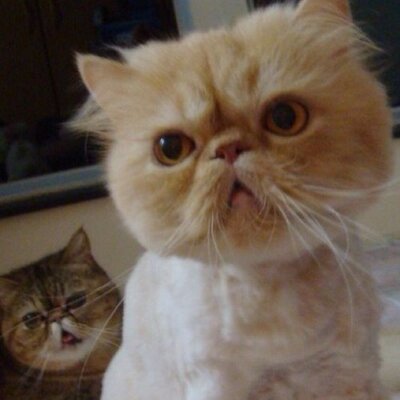 Profile Picture of Hung Wing Tung (@hungwingtung) on Twitter