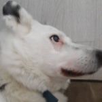 Profile Picture of Sean Swartz (@leng.sean_) on Instagram