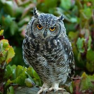 Profile Picture of Tinwei Lee (@@john_templar) on Tiktok