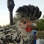 Profile Picture of Crystal Richter (@triple.r.ranch) on Instagram