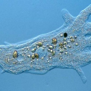 Profile Picture of Jacob The Amoeba Azeff (@140460406) on Myspace