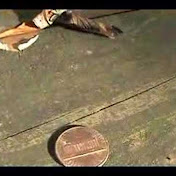 Profile Picture of Bob Pope (@BOB7255KHZ) on Youtube