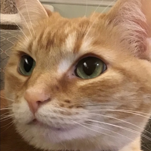 Profile Picture of Kate Lichtenberg (@krlichtenberg) on Poshmark