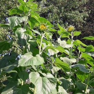 Profile Picture of Paula Kugler (@kugler_paula) on Twitter