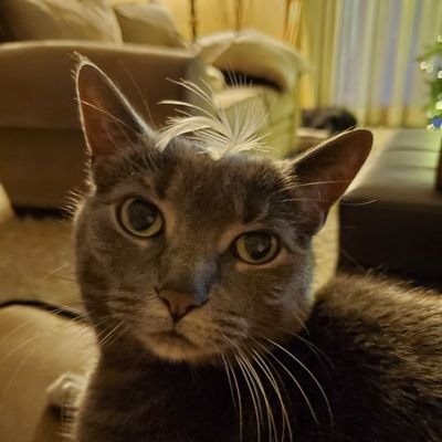 Profile Picture of Sue Singh (@SueSing15995633) on Twitter
