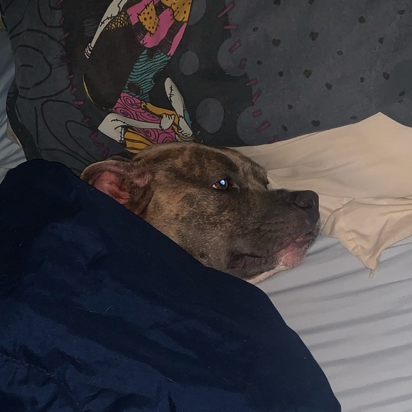 Profile Picture of Brandon Balderama (@bbalderama) on Poshmark