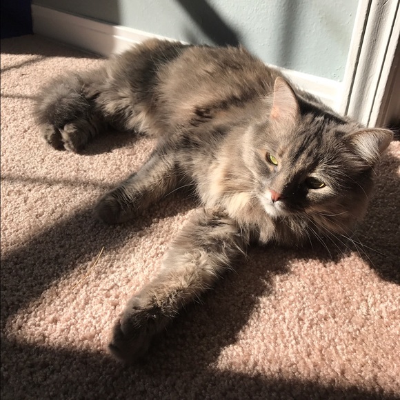 Profile Picture of Kevin Contreras (@cmkk) on Poshmark