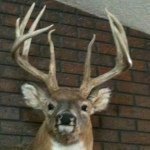 Profile Picture of Ian Morrow (@imorrow243) on Instagram