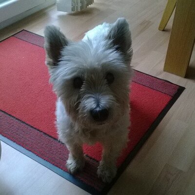 Profile Picture of Andy Earnshaw (@ErineEarnshaw) on Twitter