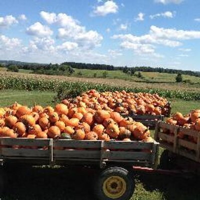 Profile Picture of Tim's Pumpkin Patch (@TimsPumpkPatch) on Twitter