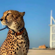 Profile Picture of Ahmed Alzubaidi (@ahmedalzubaidi9484) on Youtube